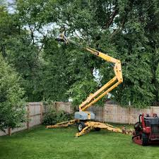 Best Hazardous Tree Removal  in Del Mar, CA