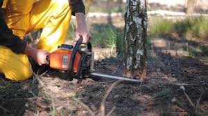 Best Tree Health Inspection  in Del Mar, CA