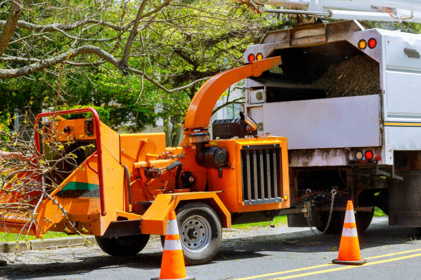 Best Stump Grinding and Removal  in Del Mar, CA