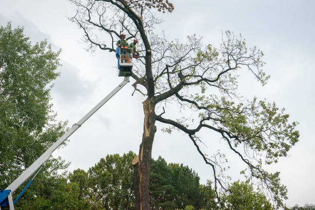 Best Arborist Consultation Services  in Del Mar, CA