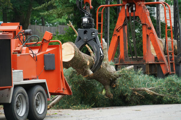 Best Commercial Tree Services  in Del Mar, CA