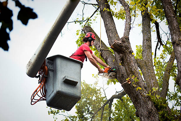 Best Tree Maintenance Programs  in Del Mar, CA